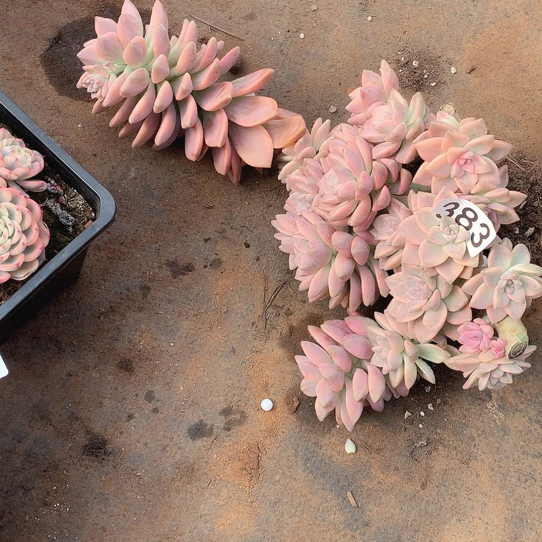 383淡雪锦 一物一拍多肉