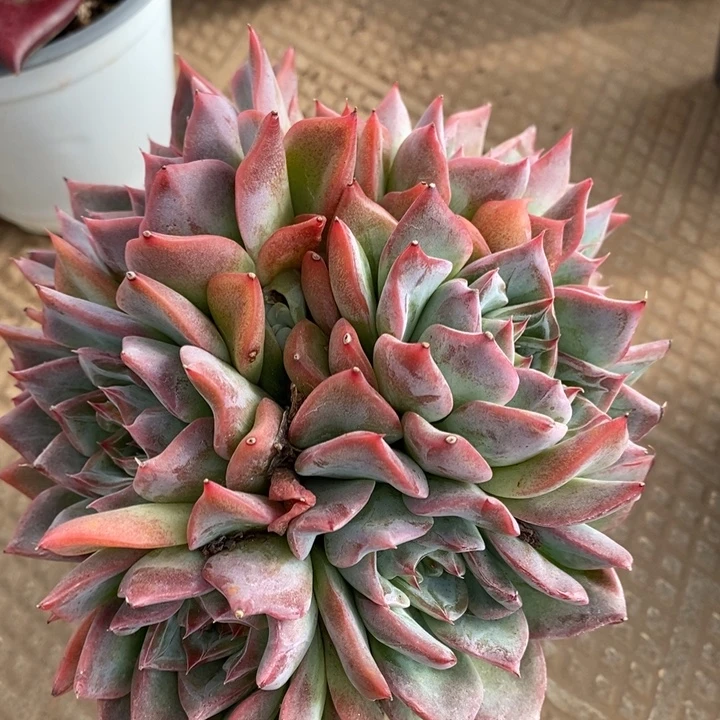 D256- 直播福利 佛洛瑞安娜捧花