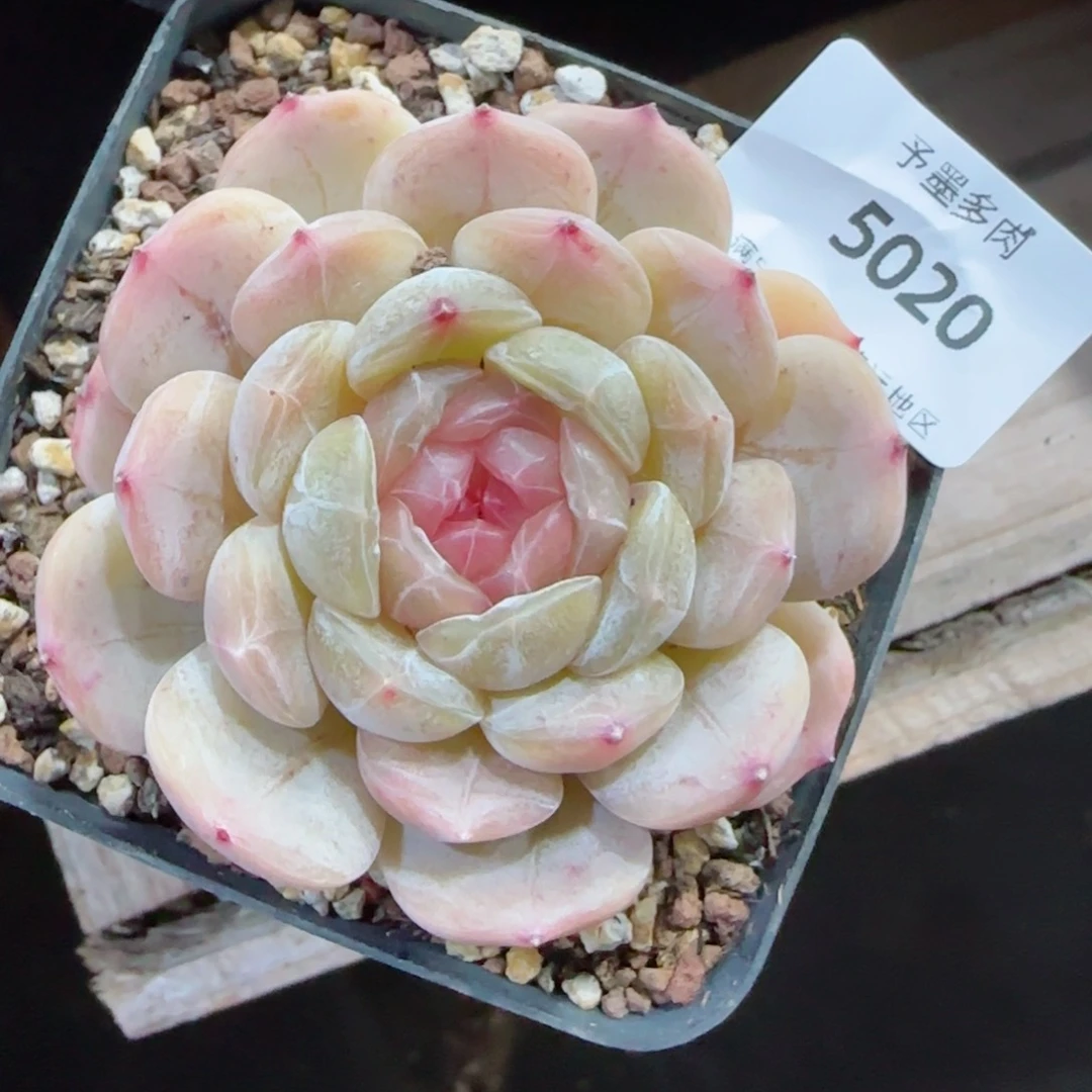 粉心白恋，5020多肉植物