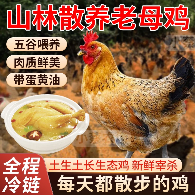 放养3年黄油老母鸡 带内脏 4只净重10斤
