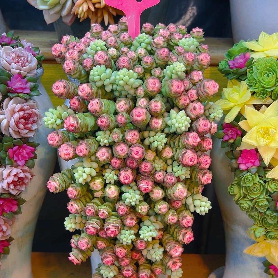 013钱朵朵多肉组合花园