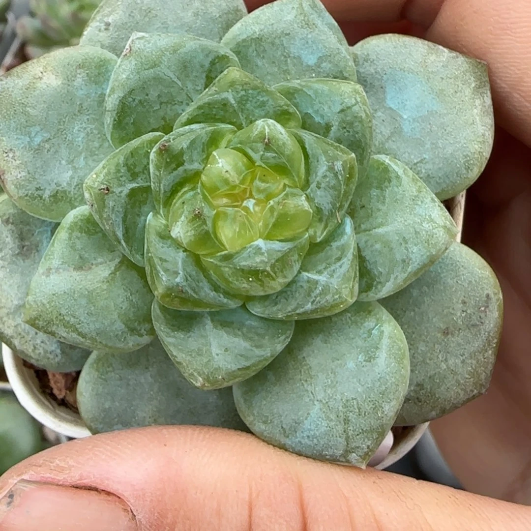 小卡拉米糖心一物一拍8-65