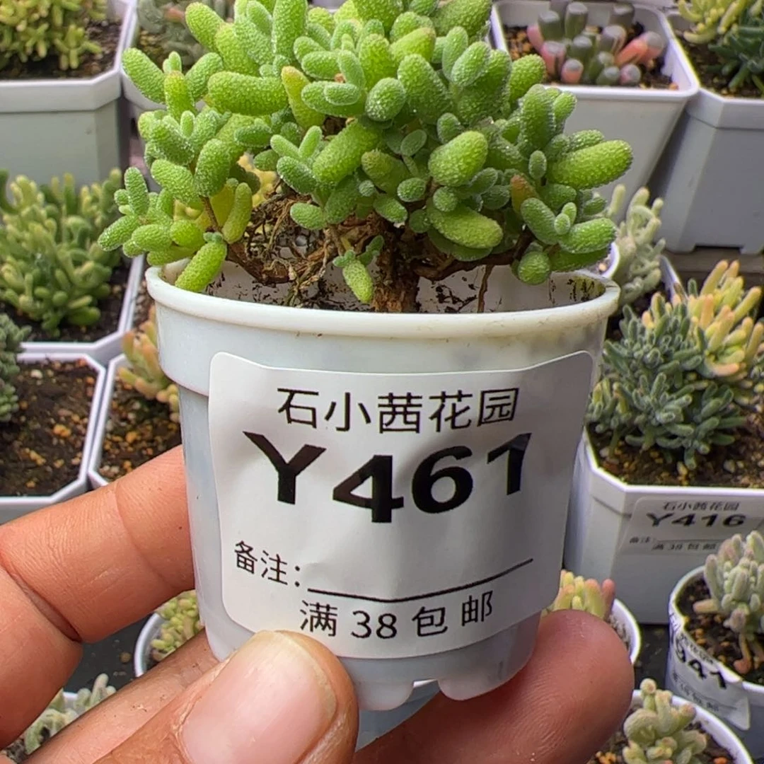 多肉植物枝干金桔