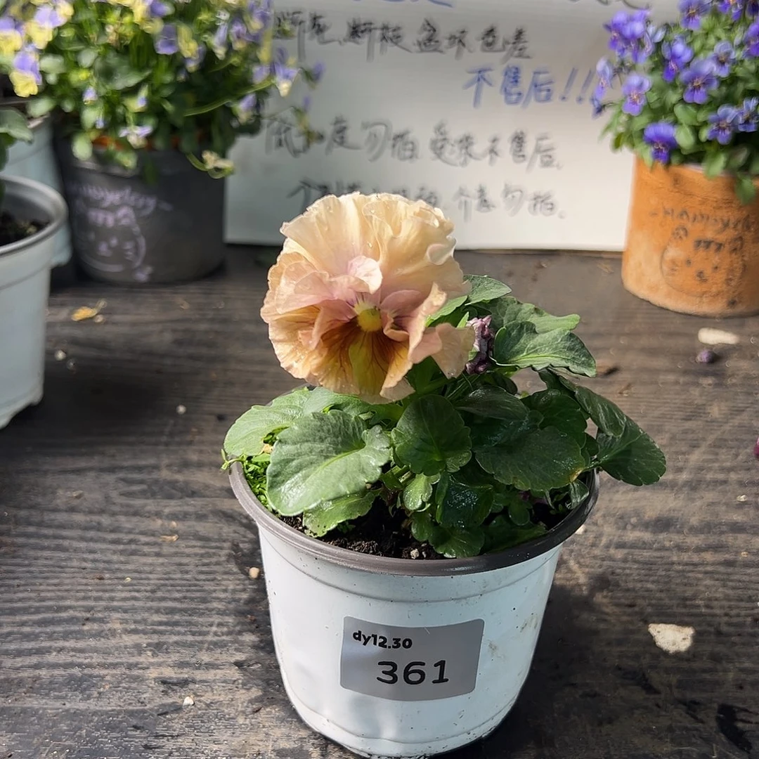 当前无花朵，栽培后可花朵361号