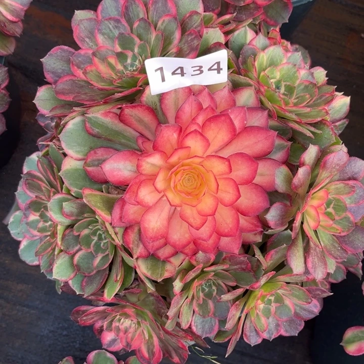 黑魔锦多肉发货发货