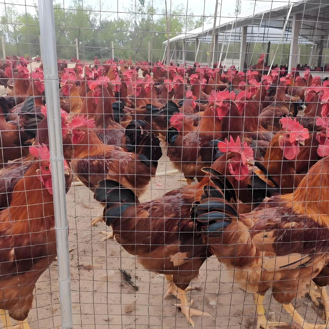 宠物鸡【活宠到家】宠物鸡九斤红，存活率高一斤左右长势猛包邮到家