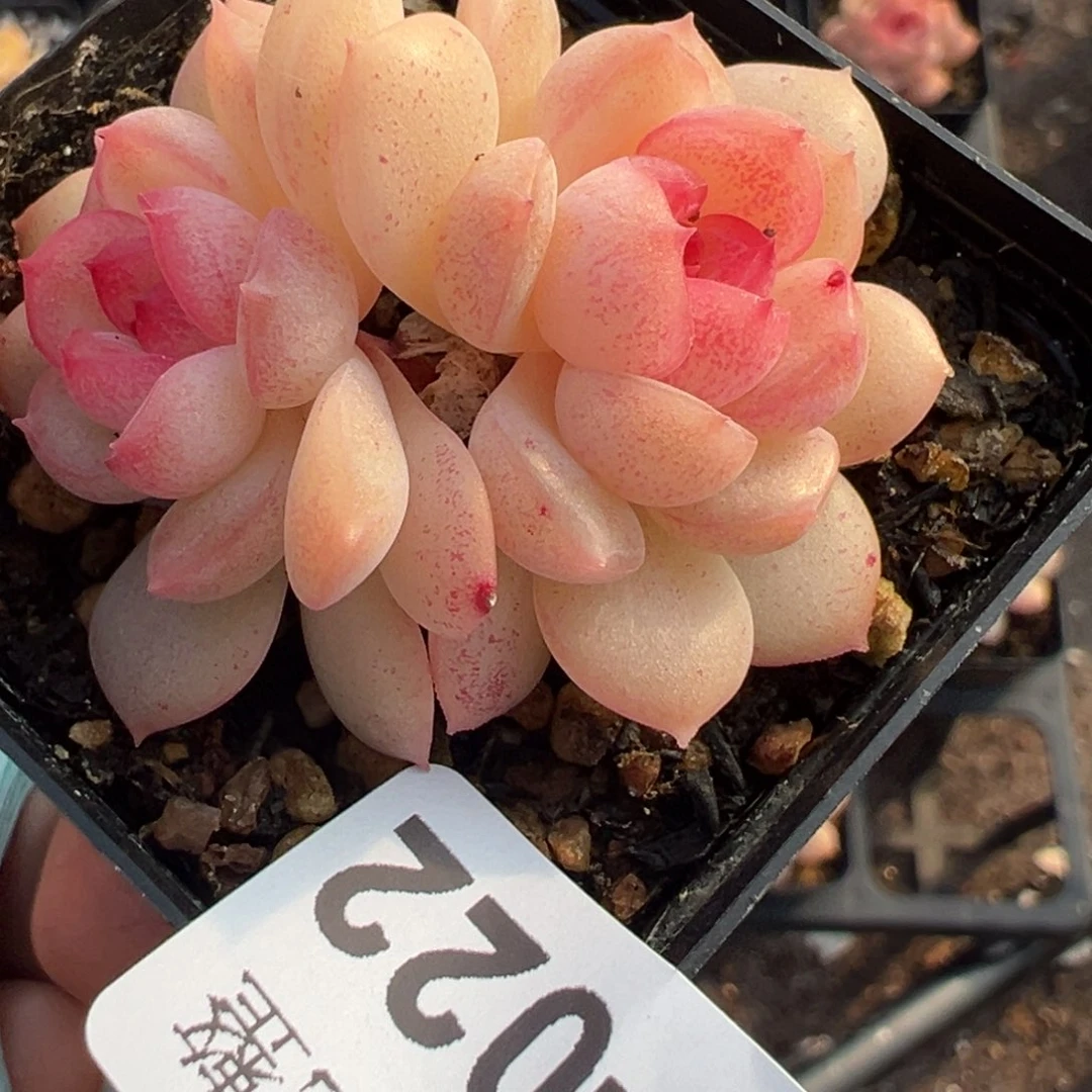 小卡拉米糖心一物一拍3-22