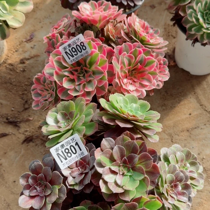 908+801组合法师2