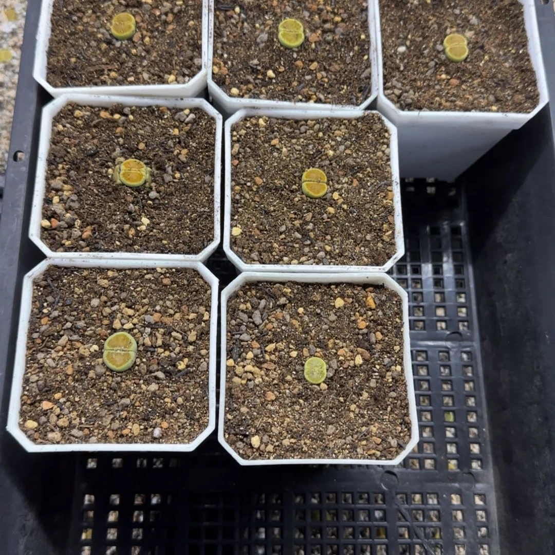 小布丁生石花大棚
