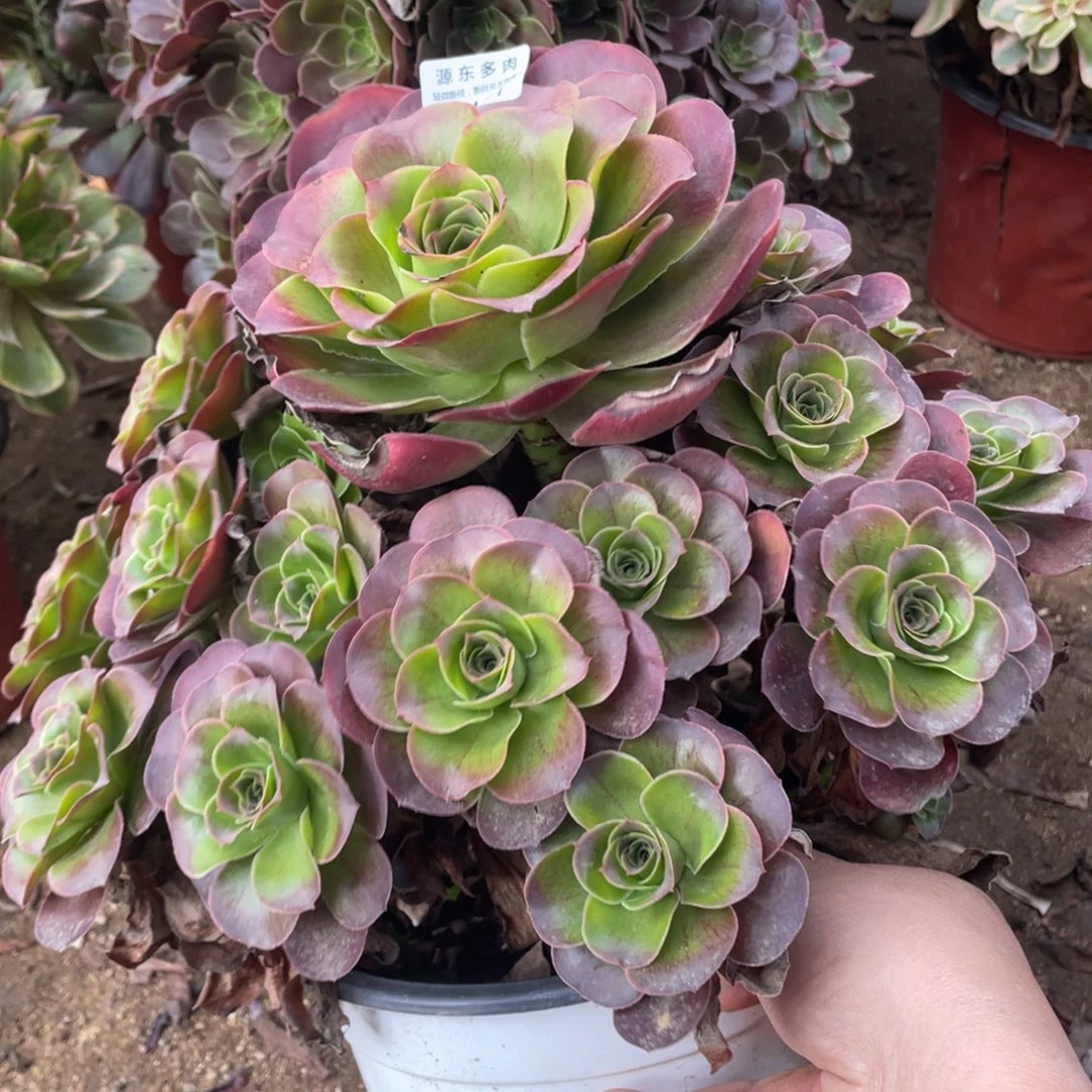 101魅金玫瑰多肉法师断枝不包