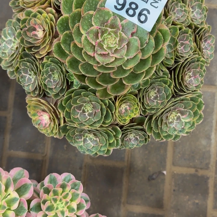 梧***下粉花妖精品986肉肉老桩