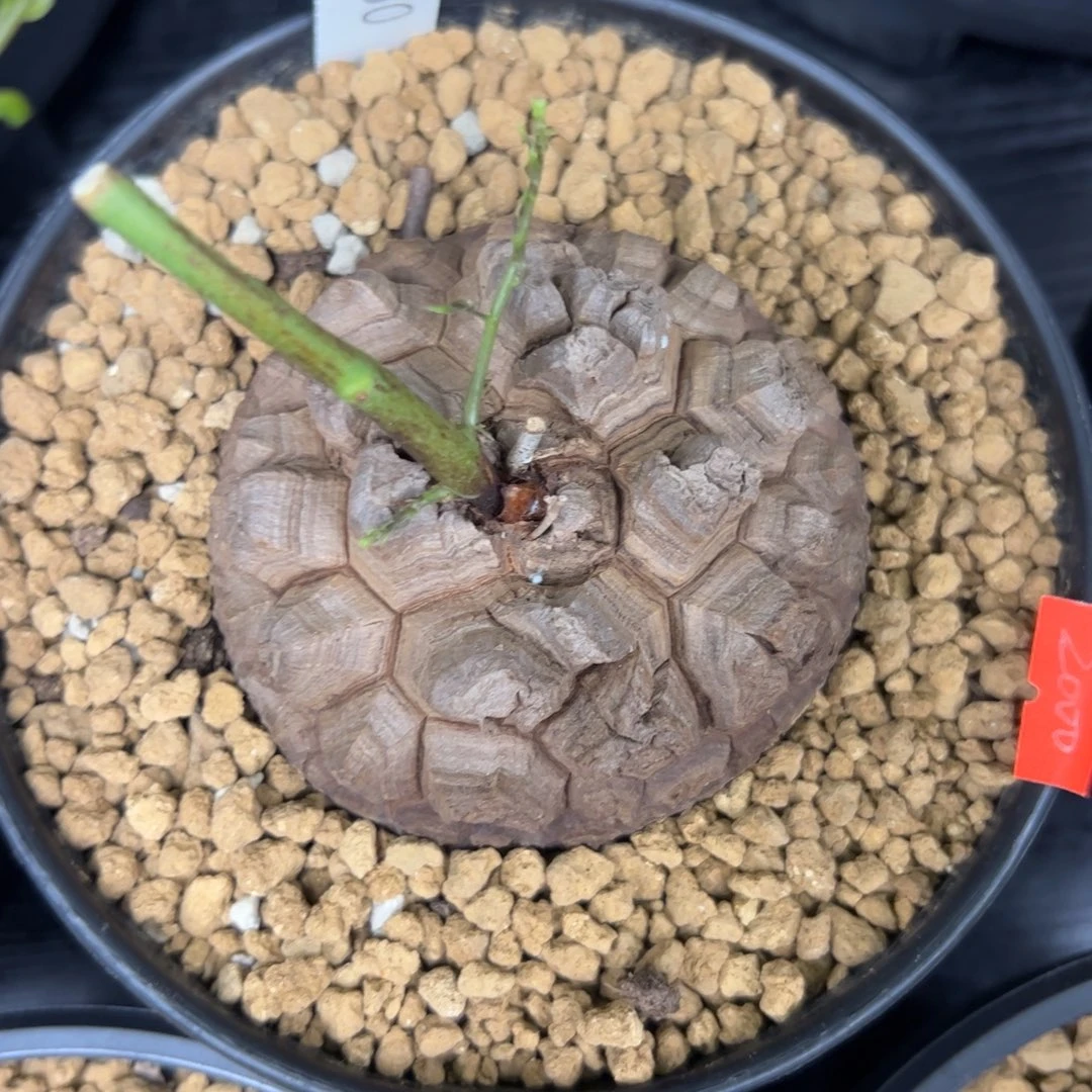 精品盆栽养定的龟甲龙1860号