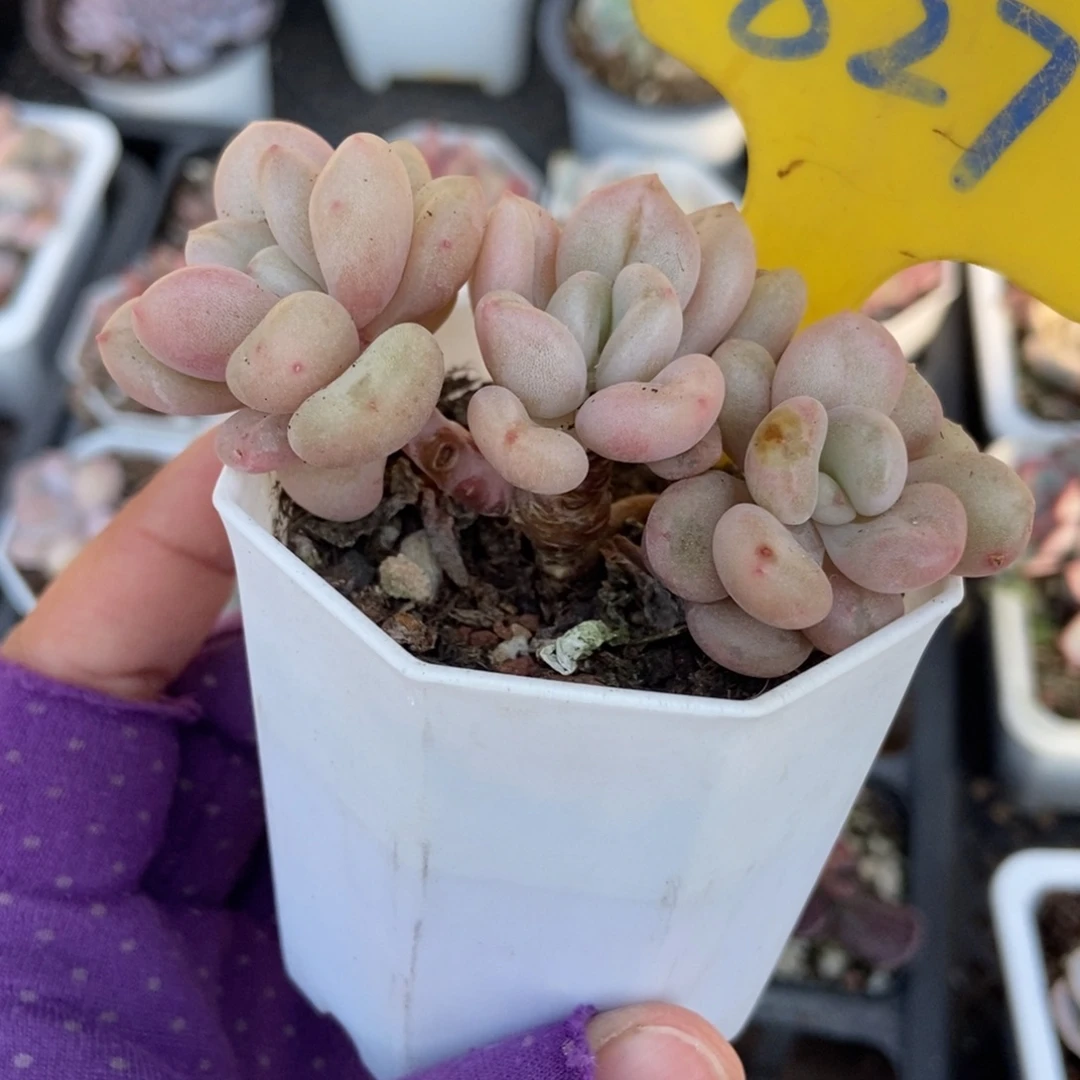 827比尔盖茨多肉植物