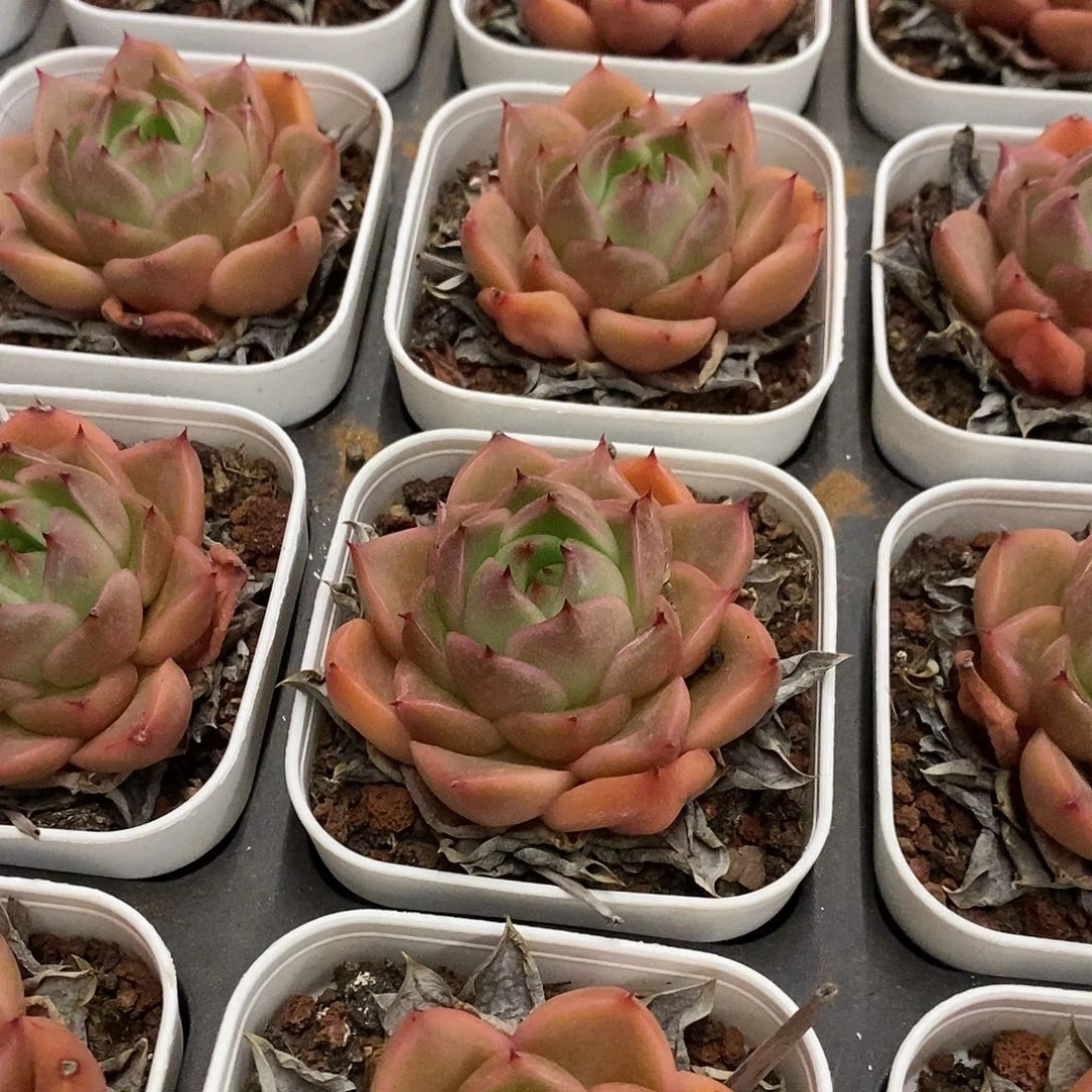 11。单头皮亚娜珍妮。福利多多