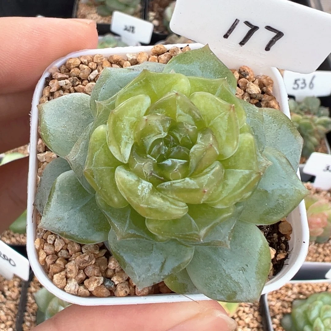 177号风花雪月系列