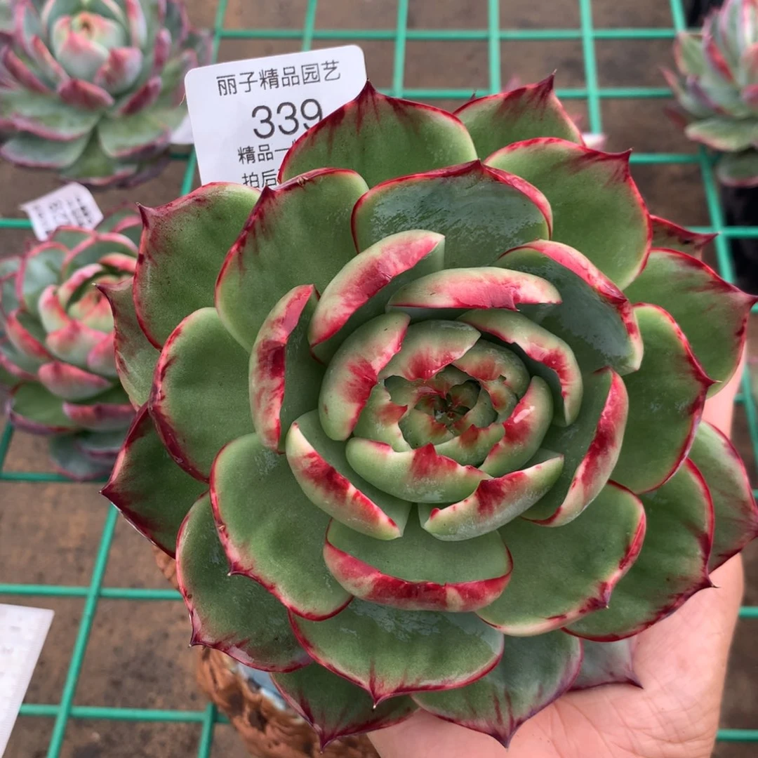 ღ***⁰339多肉植物惊鸿，15厘米