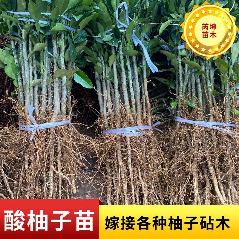 【正宗酸柚子苗】酸柚子苗嫁接柚子砧木苗柚子实生苗基地现挖现发
