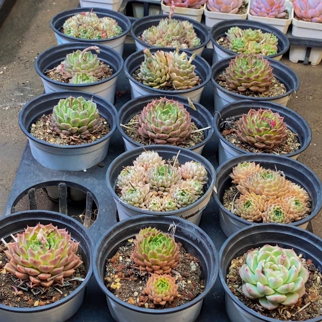 665大热的时候我也是