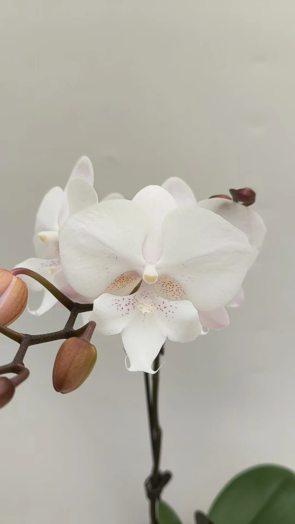 【雪花大舌头】梦语花卉 单剑 叶片瑕疵 无售后
