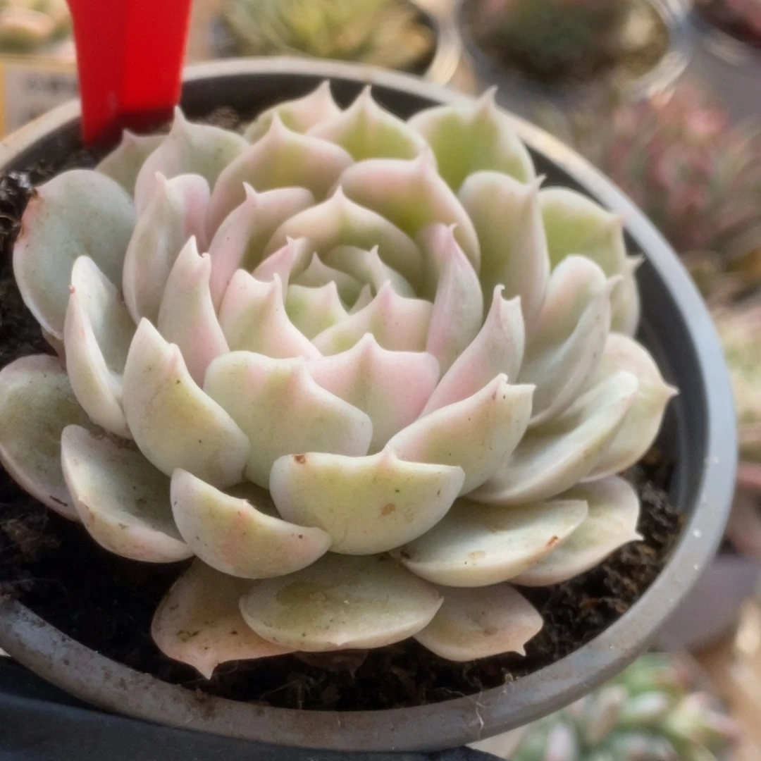 602昂丝诺锦锦锦锦锦锦