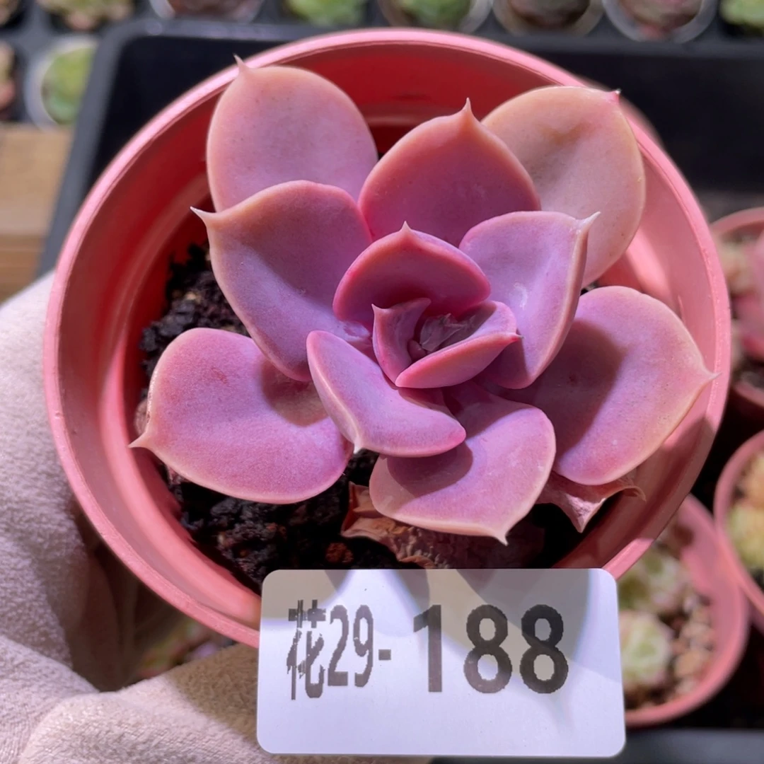花利美29-188紫珍珠