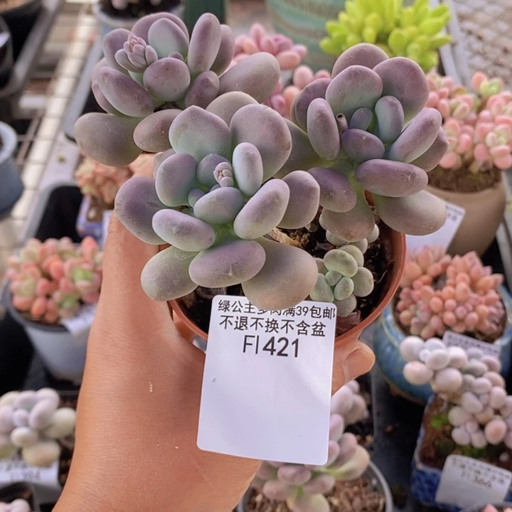 月美人3棵421多肉植物