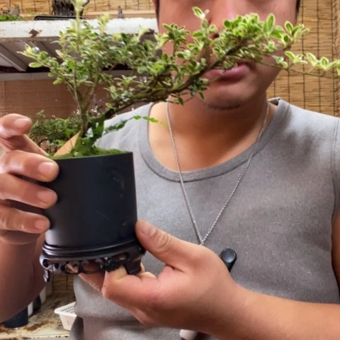 红陶?****?一物一拍所见即所得4