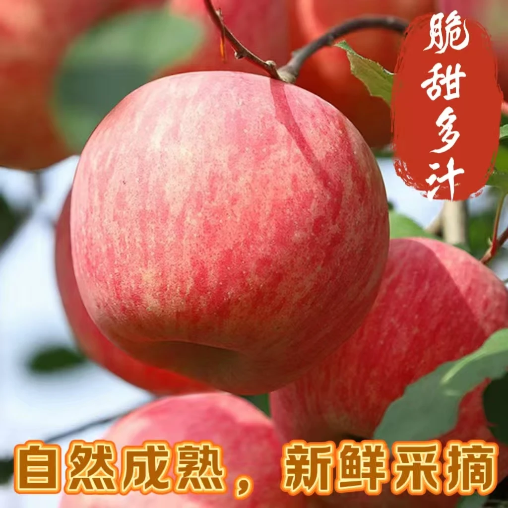正宗红富士苹果新鲜采摘脆甜多汁产地直发