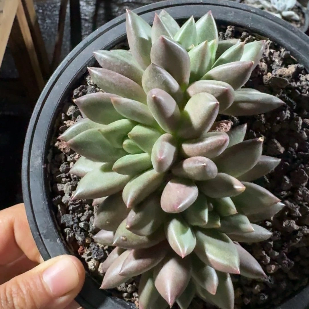 米其林4头包正版啊