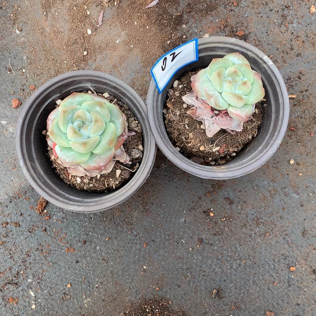 满20包邮，偏远地区除外