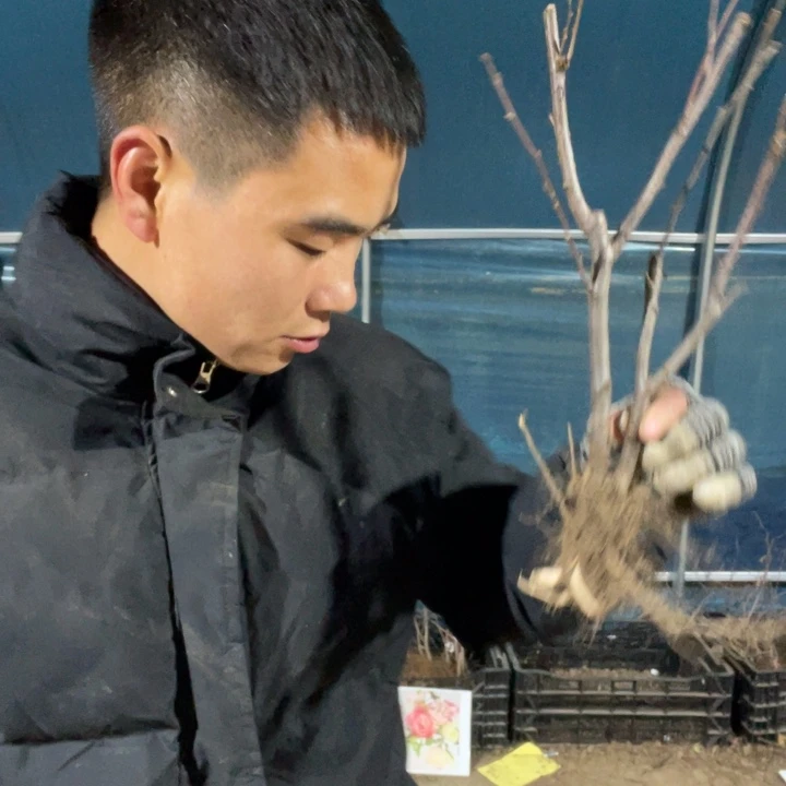 世界一号海棠花一颗苗