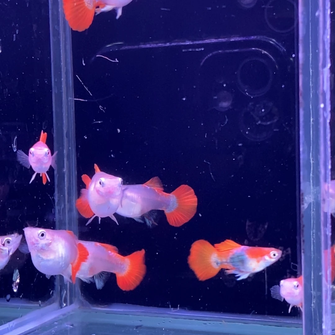 孔雀鱼小黄爆球4对