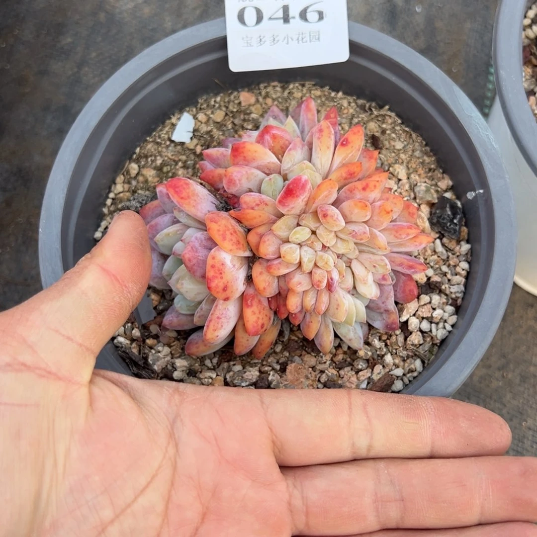 梦露缀化多肉满28包邮脱土发