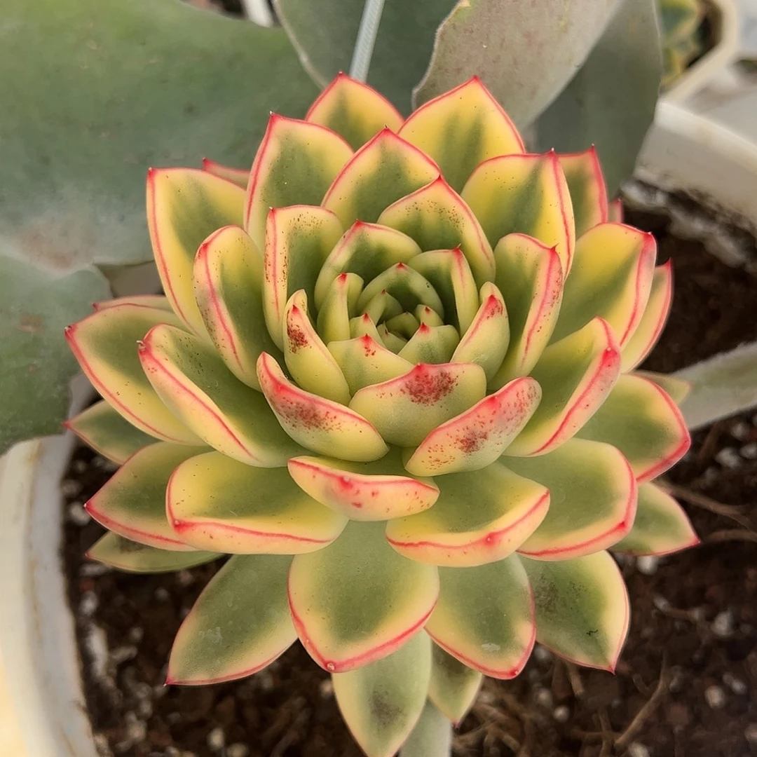 阿施娜锦嫁接多肉植物