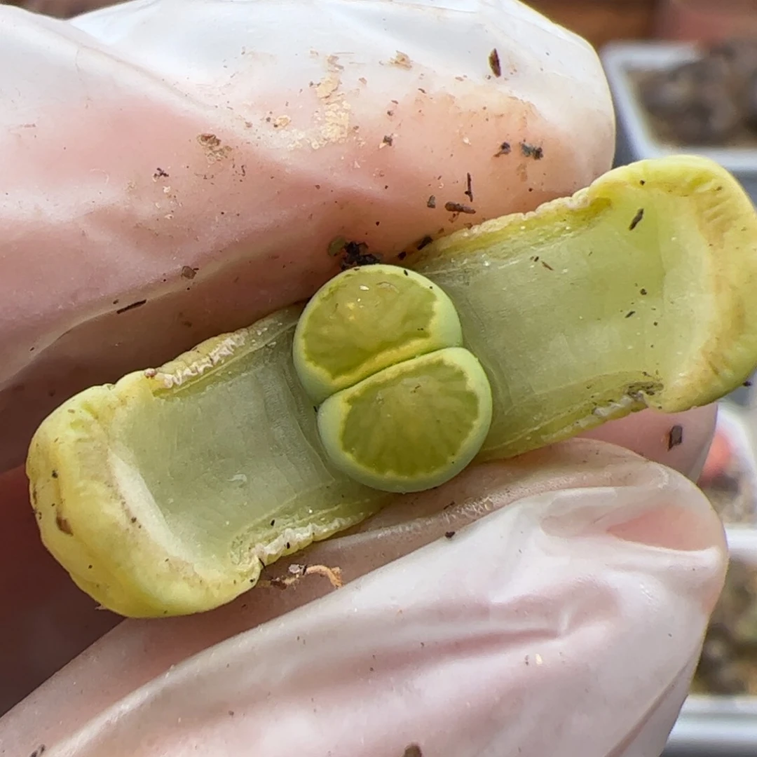 0611号绿菊多肉植物