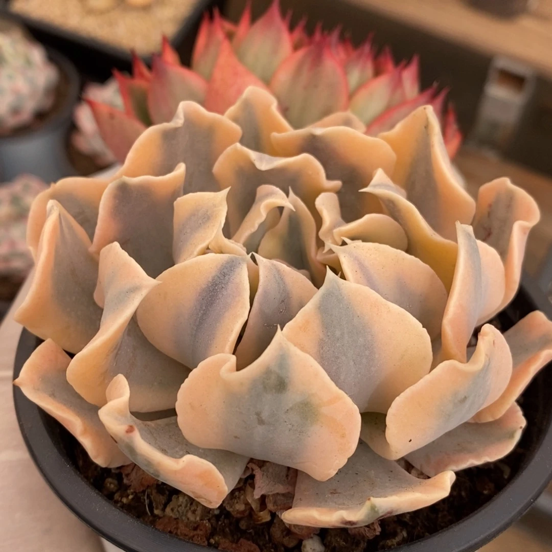 吃***号利比里亚锦多肉植物