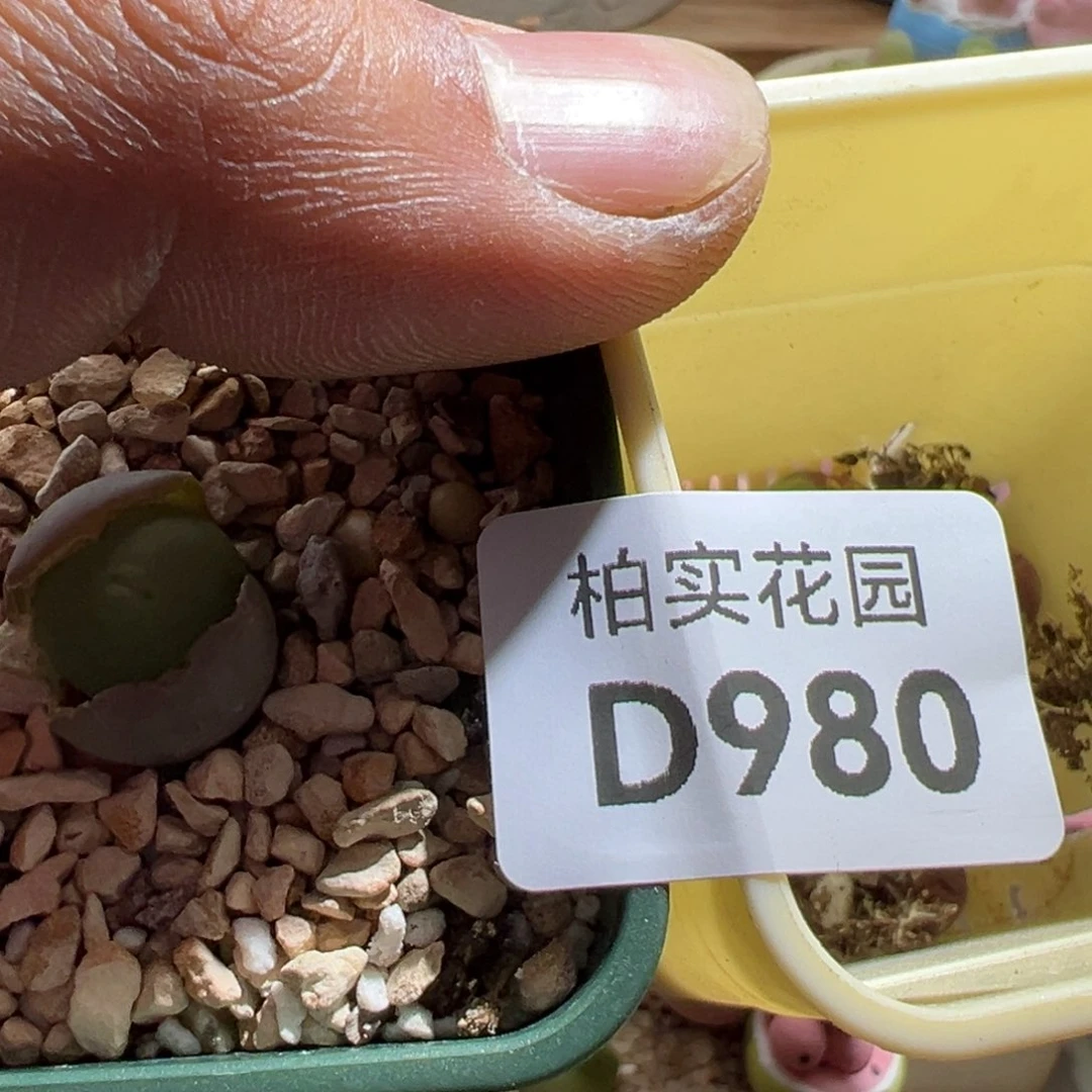 小***米980青蛙优选434v嘴一颗427红嘴10颗
