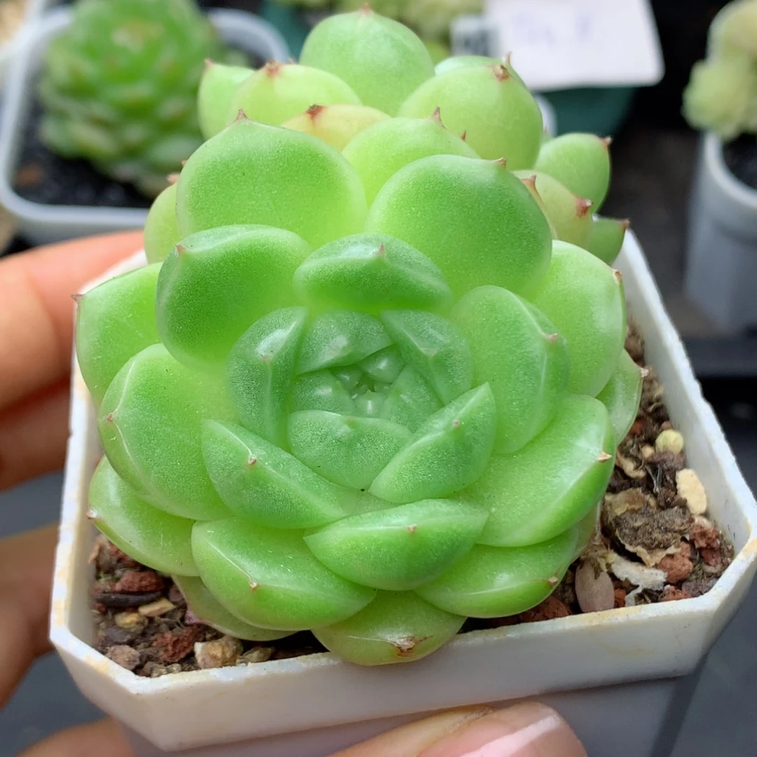 58包邮  群生不包整48