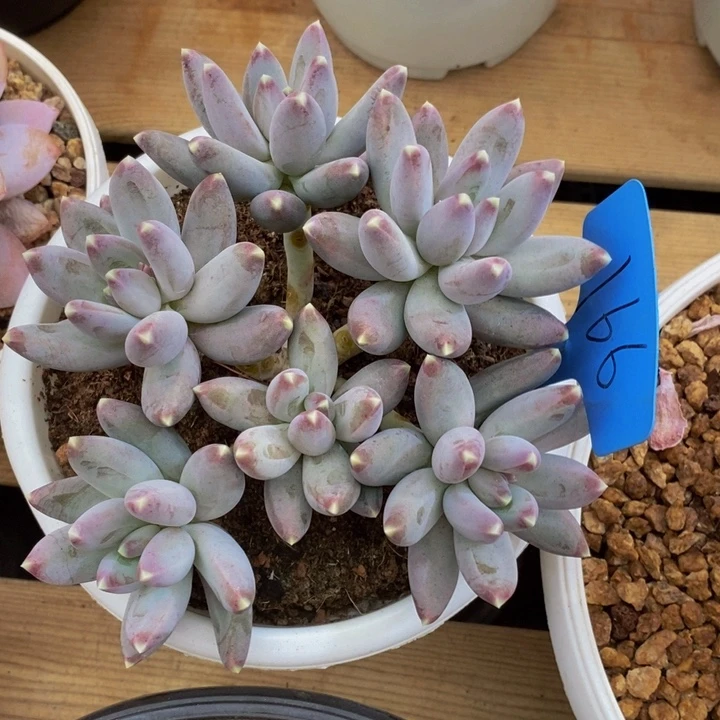 是吗这不还没有收到