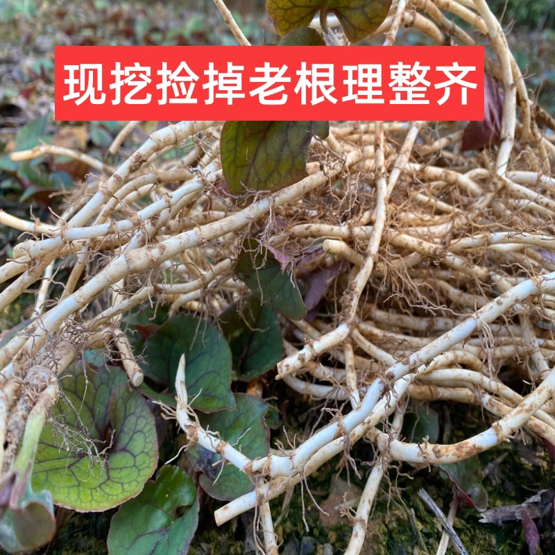 贵州 [新折耳根] 鱼腥草 (无叶子)现挖不洗 理顺发货