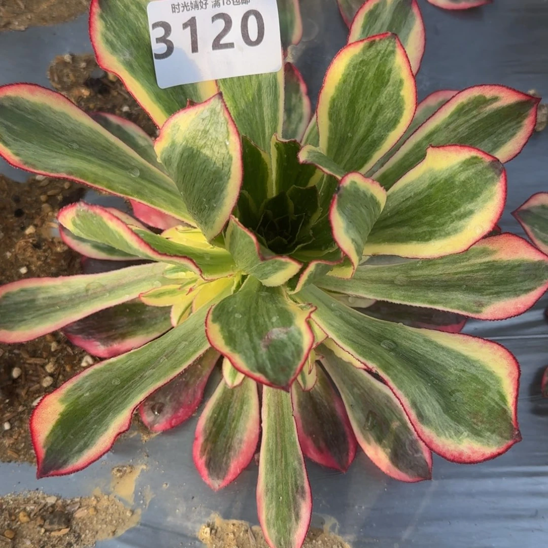 灵**翔3120魅影多肉植物
