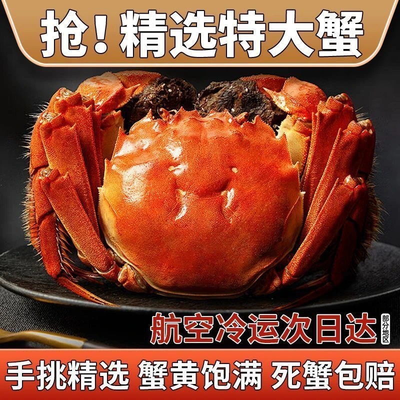 【活蟹现发】江苏大闸蟹 全母蟹3.8-3.5两 10只装 鲜活到家