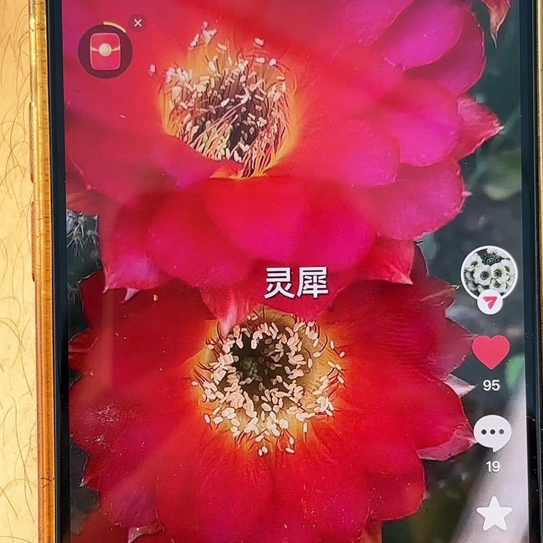 带根灵犀丽花侧牙20包邮