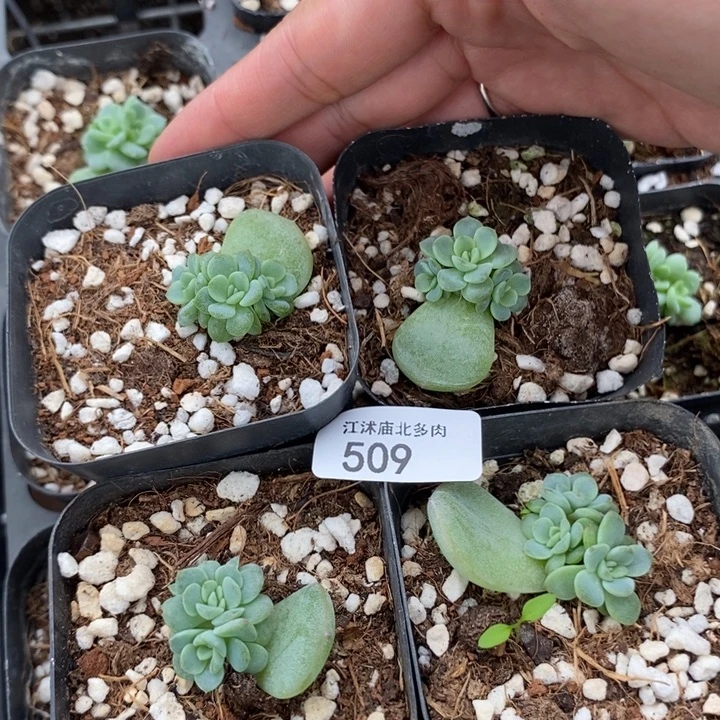 标509秃子小群一个量拍