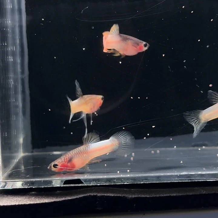 孔雀鱼幻彩粉猫玻璃体c两对亚成