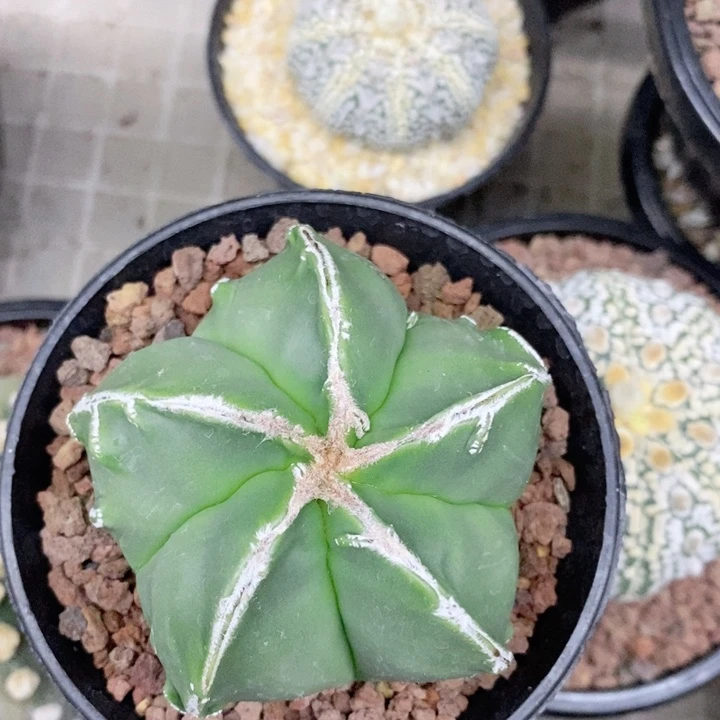 C***`仙人球等多种很漂亮