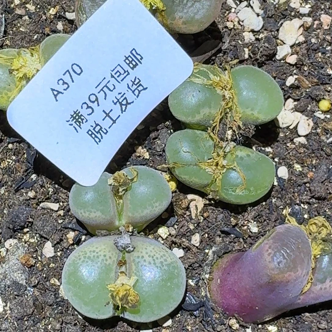 370多肉哈哈哈哈哈哈哈