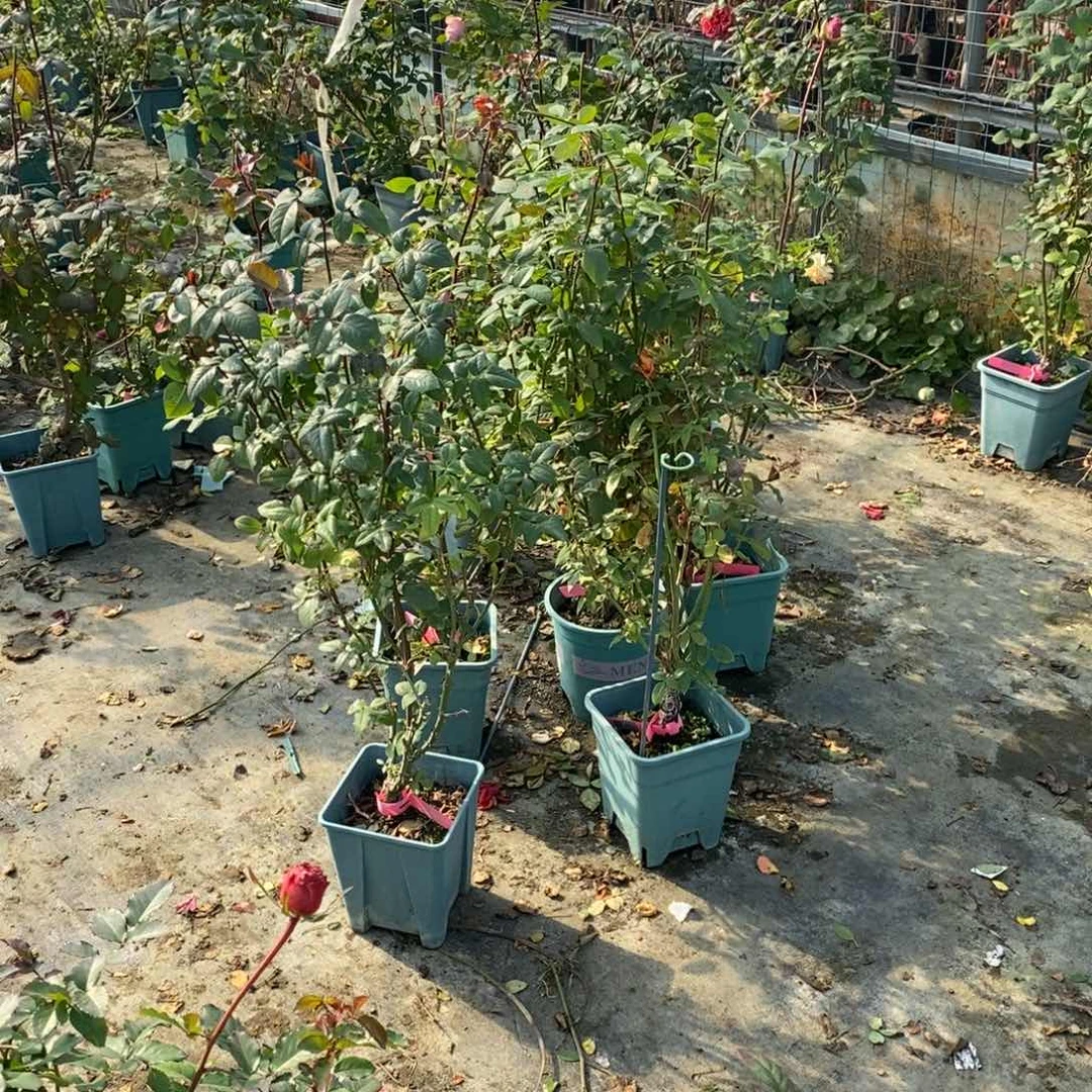 无花朵5棵不同品种玫瑰土球修剪发货不售后