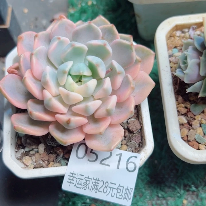 幸运的是我还没遇到你呢