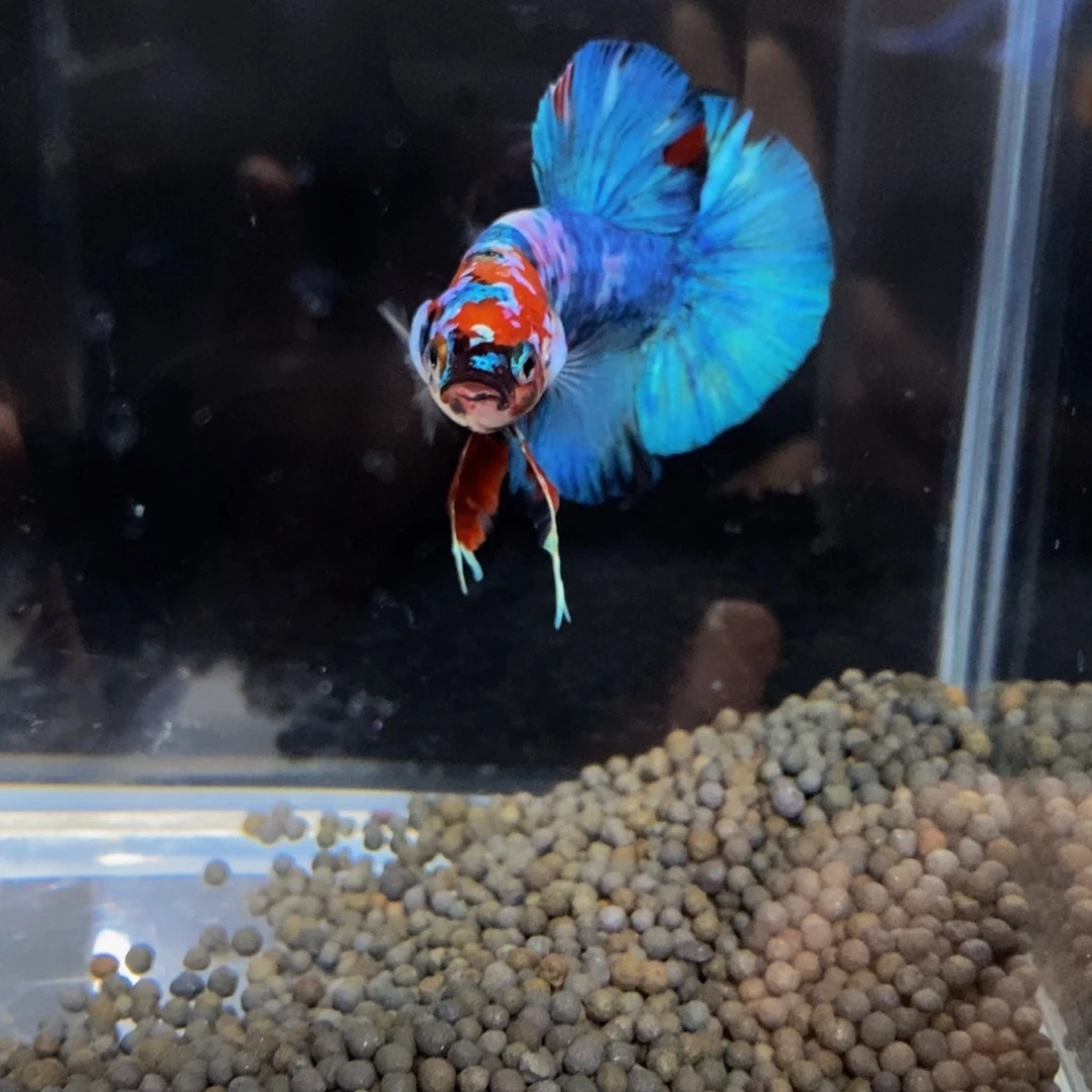 热带鱼公465巨斗